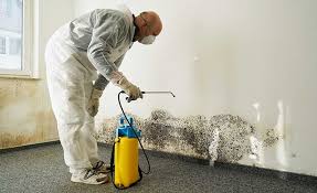 Best Mold Damage Restoration  in Pace, FL